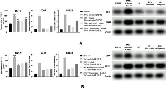 beta Actin Antibody in Western Blot (WB)