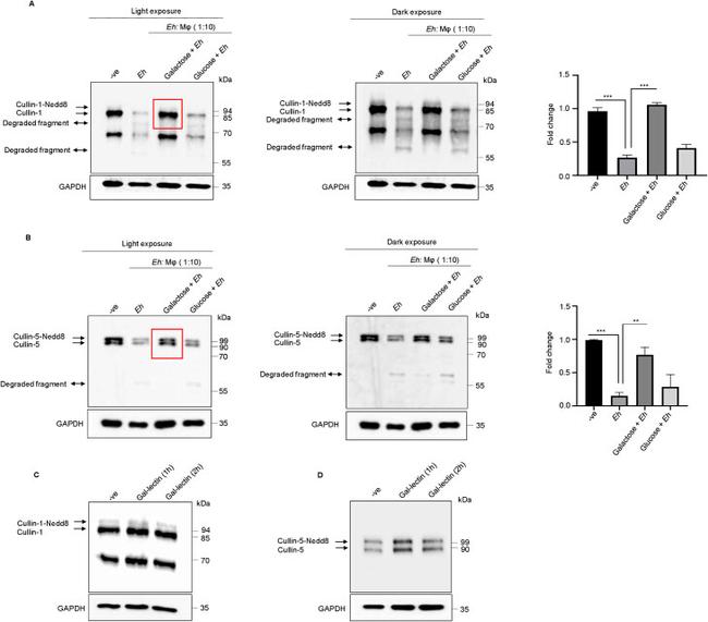 Cullin 1 Antibody in Western Blot (WB)