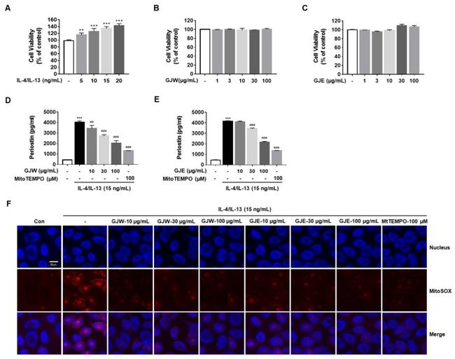 Periostin Antibody in Immunocytochemistry (ICC/IF)