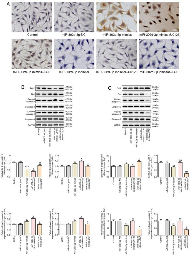 Caspase 9 (Cleaved Asp353) Antibody in Western Blot (WB)