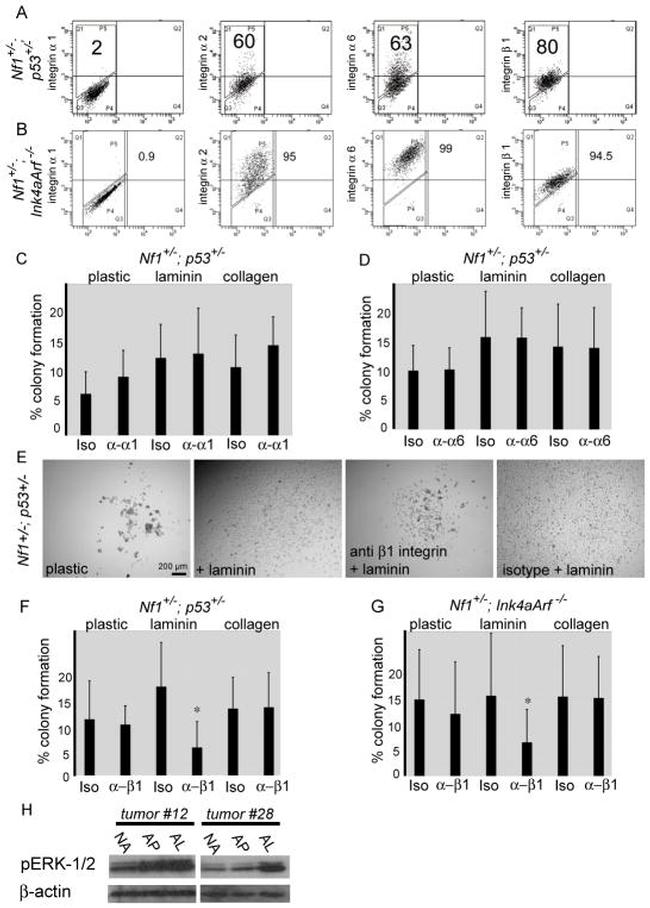 CD49f (Integrin alpha 6) Antibody in Flow Cytometry (Flow)