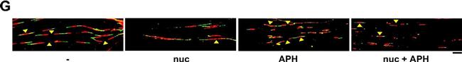 Mouse IgG2a Cross-Adsorbed Secondary Antibody in Immunocytochemistry (ICC/IF)