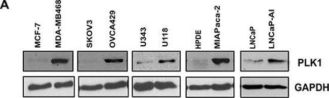 Mouse IgG (H+L) Secondary Antibody in Western Blot (WB)