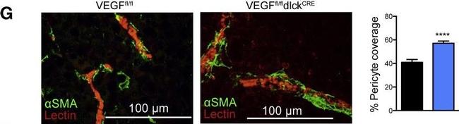 Mouse IgG (H+L) Cross-Adsorbed Secondary Antibody in Immunocytochemistry (ICC/IF)