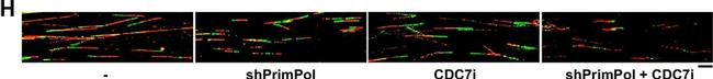 Mouse IgG2a Cross-Adsorbed Secondary Antibody in Immunocytochemistry (ICC/IF)