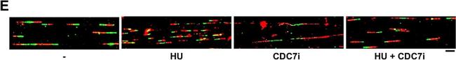 Mouse IgG2a Cross-Adsorbed Secondary Antibody in Immunocytochemistry (ICC/IF)