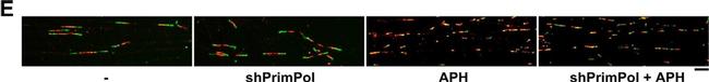 Mouse IgG2a Cross-Adsorbed Secondary Antibody in Immunocytochemistry (ICC/IF)