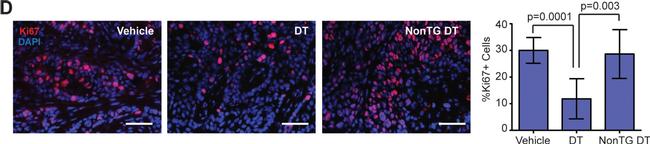 Rabbit IgG (H+L) Cross-Adsorbed Secondary Antibody in Immunohistochemistry (Paraffin) (IHC (P))