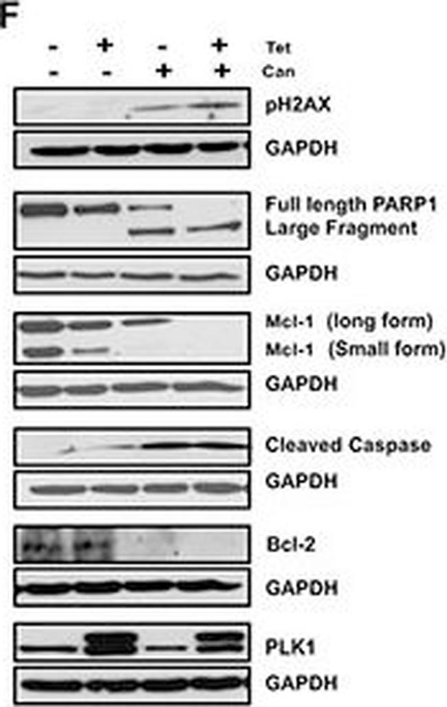 Mouse IgG (H+L) Secondary Antibody in Western Blot (WB)