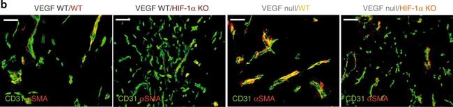 Mouse IgG (H+L) Highly Cross-Adsorbed Secondary Antibody in Immunohistochemistry (Paraffin) (IHC (P))