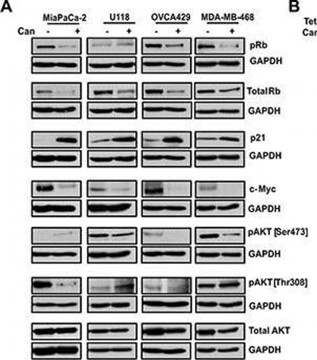 Mouse IgG (H+L) Secondary Antibody in Western Blot (WB)