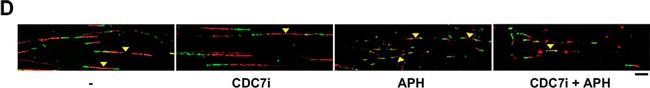 Mouse IgG2a Cross-Adsorbed Secondary Antibody in Immunocytochemistry (ICC/IF)