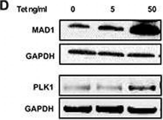 Mouse IgG (H+L) Secondary Antibody in Western Blot (WB)