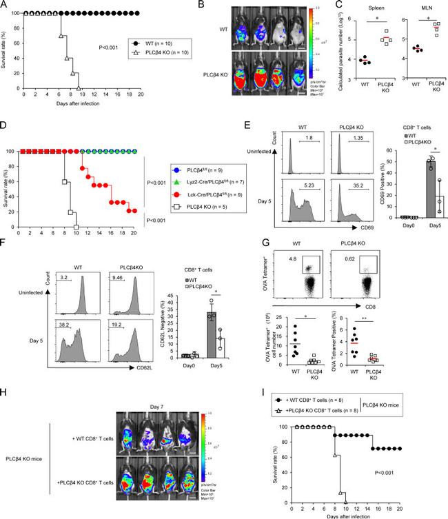 CD69 Antibody in Flow Cytometry (Flow)