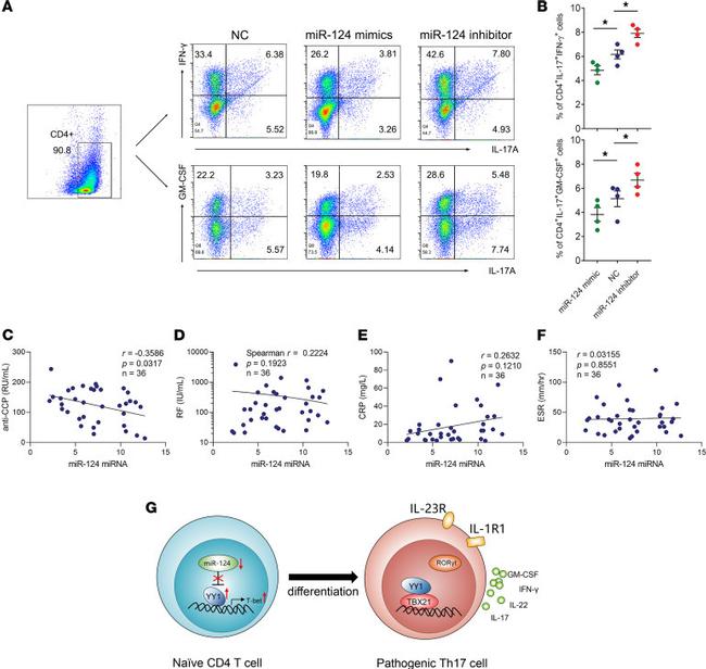 IL-17A Antibody in Flow Cytometry (Flow)