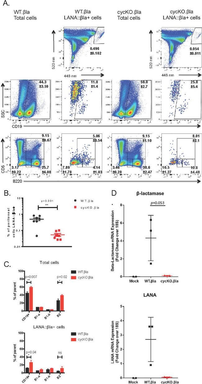 CD19 Antibody in Flow Cytometry (Flow)