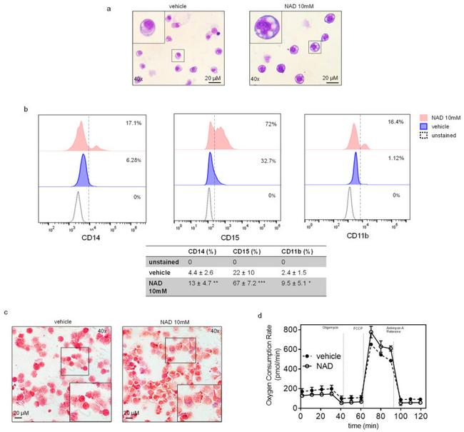 CD15 Antibody in Flow Cytometry (Flow)