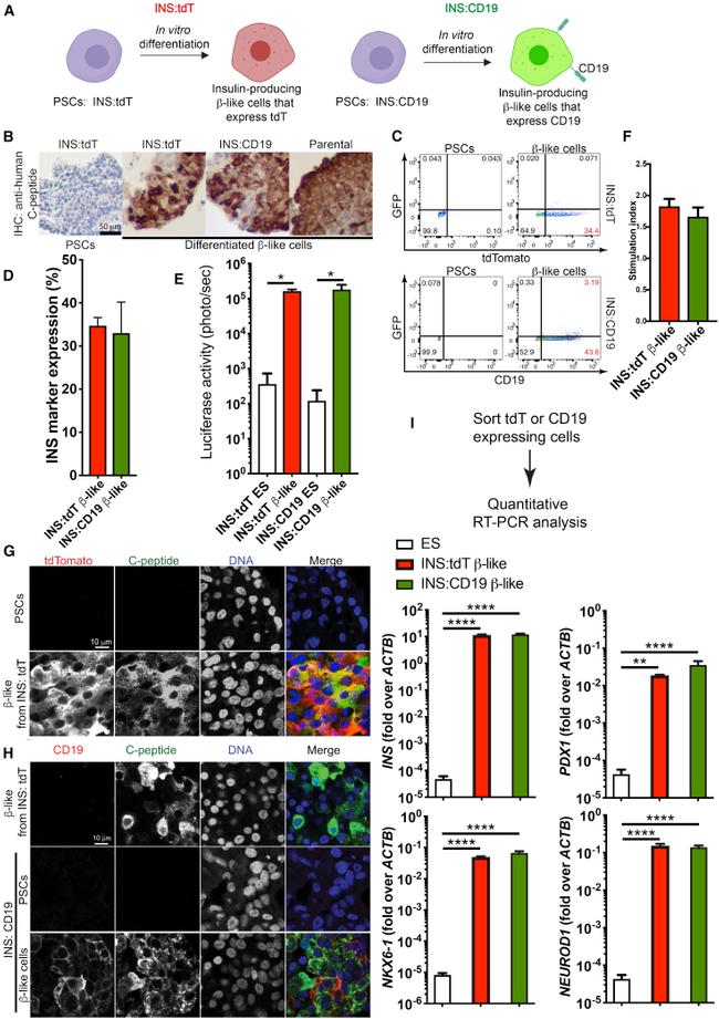 CD19 Antibody in Flow Cytometry (Flow)