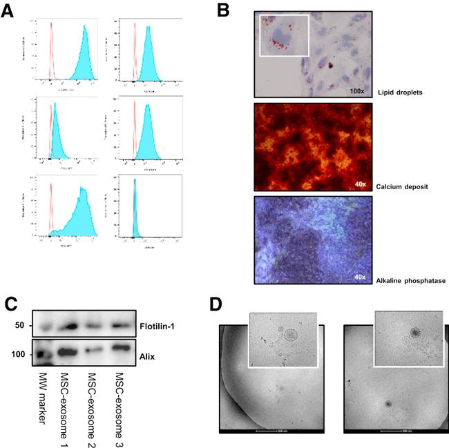 CD29 (Integrin beta 1) Antibody in Flow Cytometry (Flow)