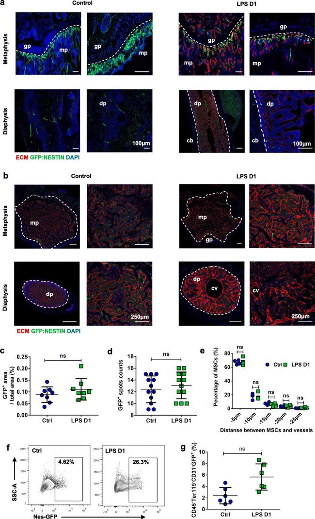 CD45 Antibody in Flow Cytometry (Flow)