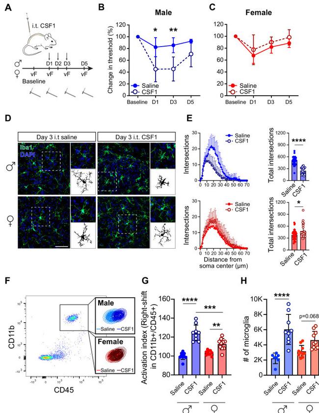 CD45 Antibody in Flow Cytometry (Flow)