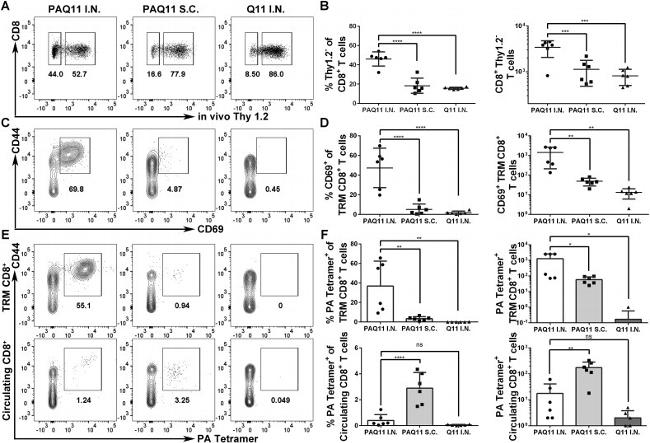 CD69 Antibody in Flow Cytometry (Flow)