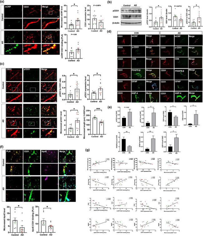 APOE Antibody in Immunohistochemistry, Proximity Ligation Assay (PLA) (IHC, PLA)