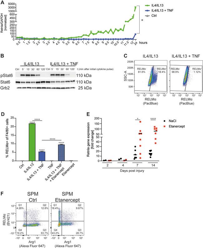 Arginase 1 Antibody in Flow Cytometry (Flow)