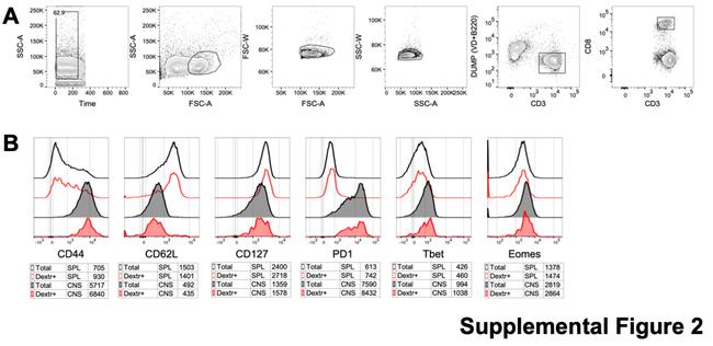 EOMES Antibody in Flow Cytometry (Flow)