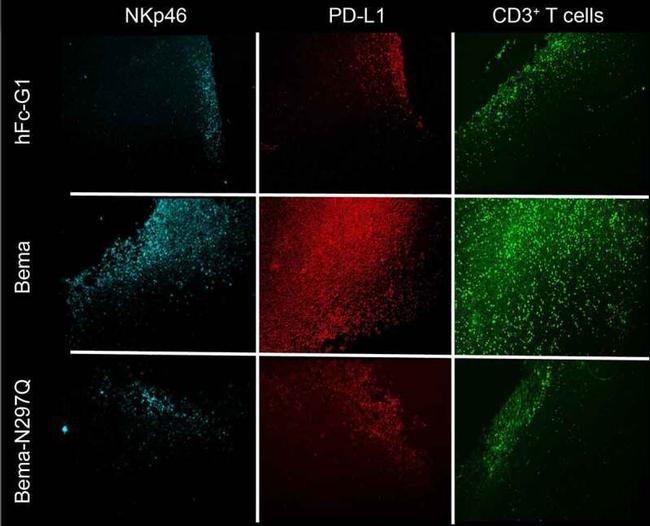 CD274 (PD-L1, B7-H1) Antibody in Immunohistochemistry (IHC)