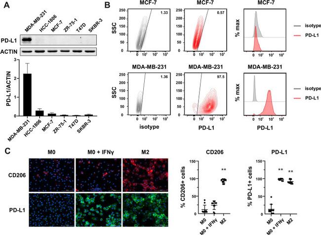 CD274 (PD-L1, B7-H1) Antibody in Flow Cytometry (Flow)