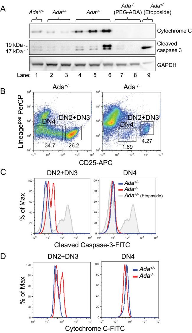 Cytochrome C Antibody in Flow Cytometry (Flow)