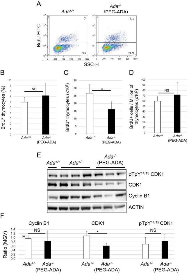 Phospho-CDK1 (Thr14, Tyr15) Antibody in Western Blot (WB)