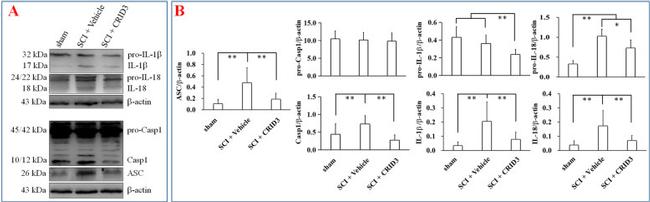 IL-18 Antibody in Western Blot (WB)