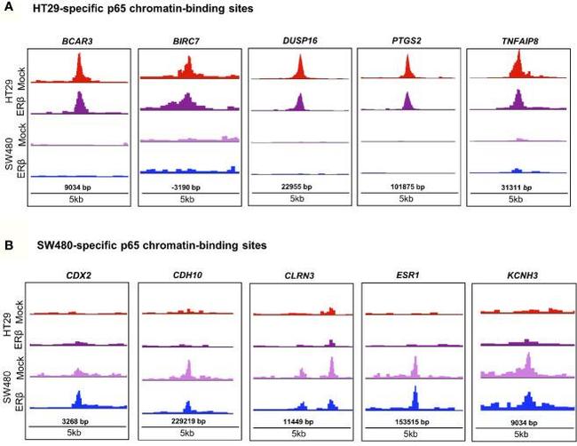 NFkB p65 Antibody in ChIP Assay (ChIP)