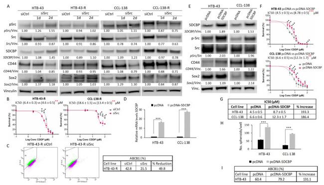 SRC (active) Antibody in Western Blot (WB)