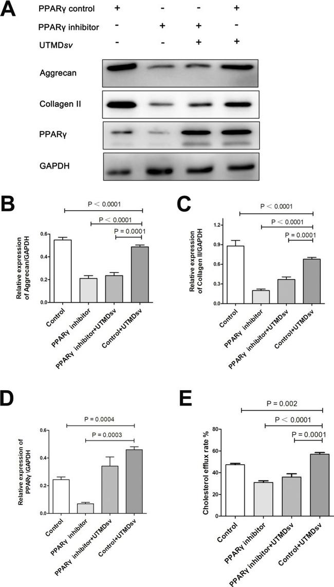 Aggrecan Antibody in Western Blot (WB)