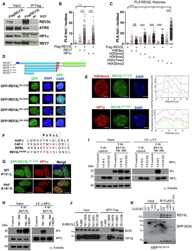 V5 Tag Antibody in Immunoprecipitation (IP)