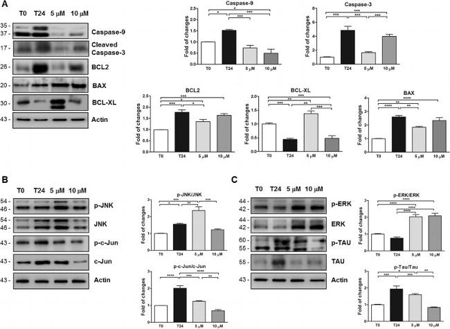 Tau Antibody in Western Blot (WB)