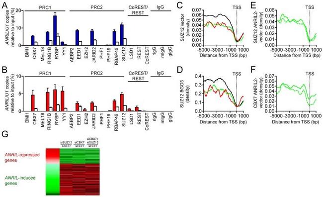 RbAp46/RbAp48 Antibody in Immunoprecipitation (IP)