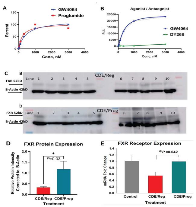 beta Actin Antibody in Western Blot (WB)