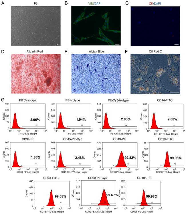 CD29 (Integrin beta 1) Antibody in Flow Cytometry (Flow)