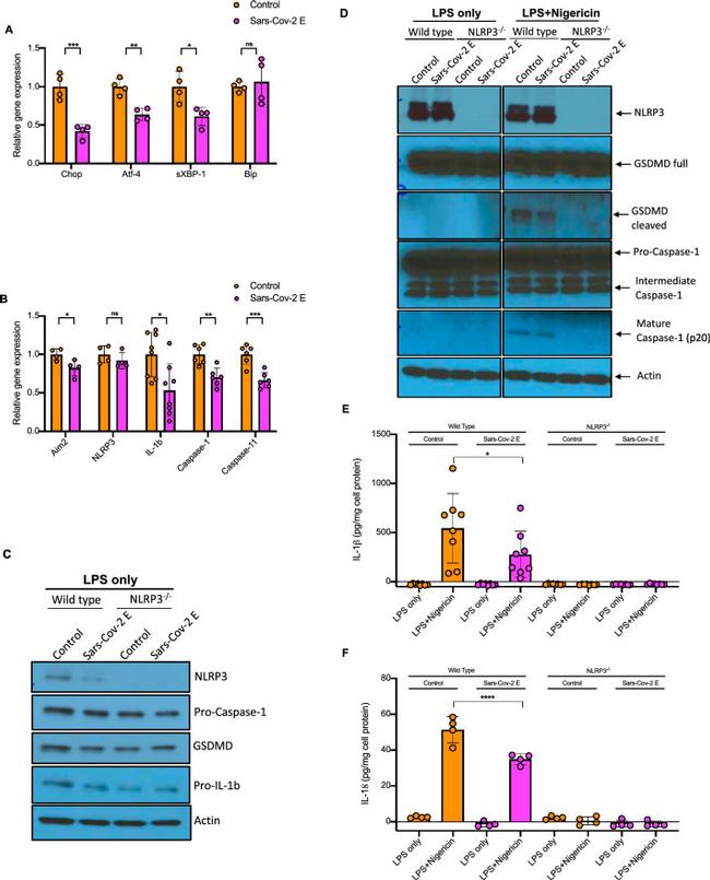 Caspase 1 Antibody in Western Blot (WB)