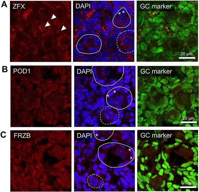 FRZB Antibody in Immunohistochemistry (Frozen) (IHC (F))