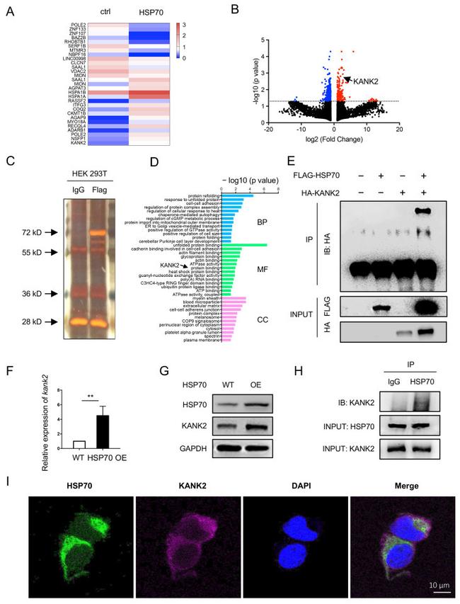 KANK2 Antibody in Western Blot (WB)