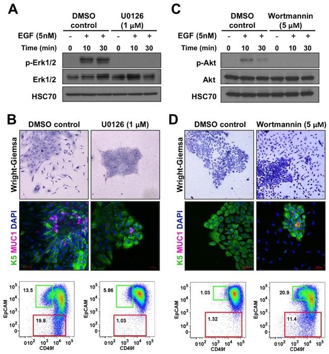 CD49f (Integrin alpha 6) Antibody in Flow Cytometry (Flow)