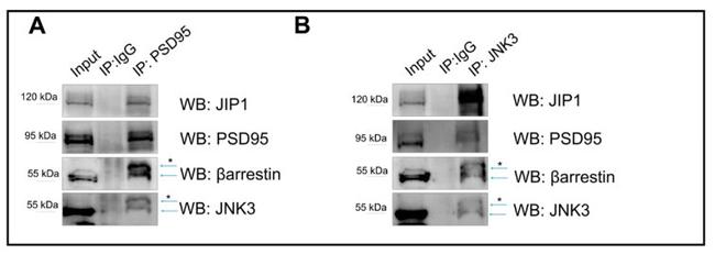 JNK3 Antibody in Western Blot, Immunoprecipitation (WB, IP)