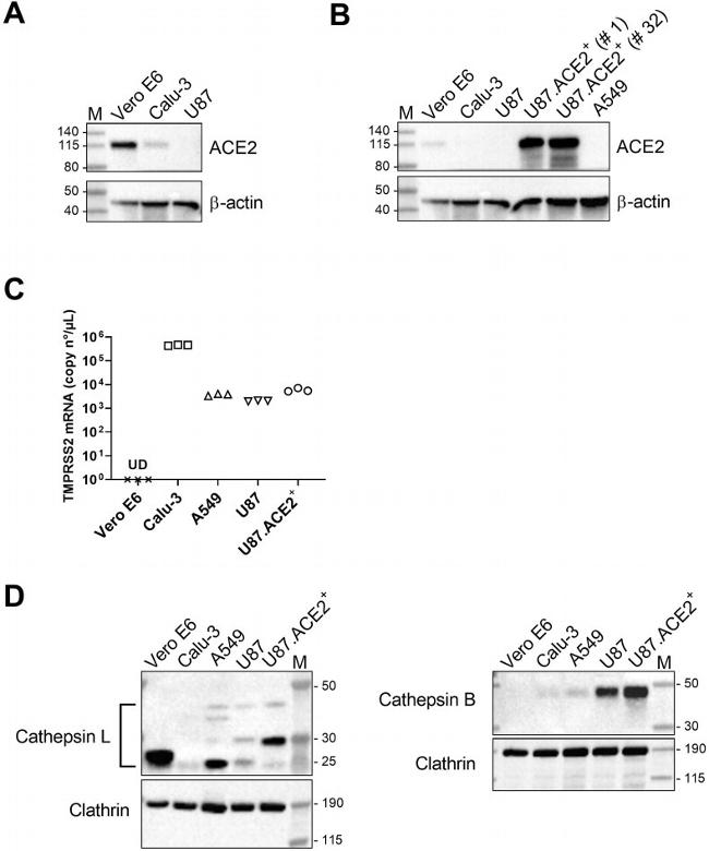 beta Actin Antibody in Western Blot (WB)