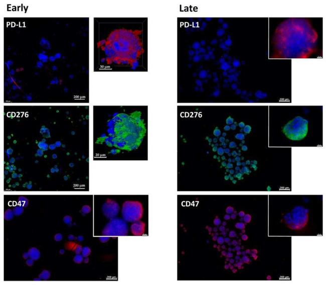 CD274 (PD-L1, B7-H1) Antibody in Immunohistochemistry (Paraffin) (IHC (P))