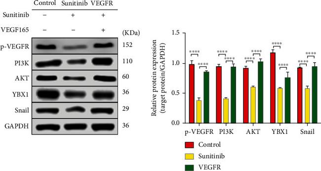 Phospho-VEGF Receptor 1 (Tyr1213) Antibody in Western Blot (WB)